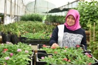 AKŞAMSEFASı - Kepez Belediyesi Kendi Bitkisini Kendisi Üretiyor