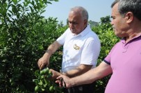 CEZERYE - Limon Diyarında Hasat 1 Lira 20 Kuruşla Başladı