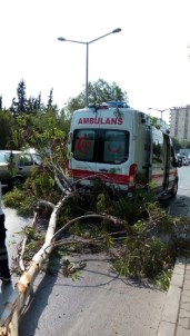 Şiddet Gören Kadını Taşıyan Ambulansın Üzerine Ağaç Devrildi