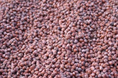 Üreticinin Gözü Kulağı Fındık Fiyatlarında