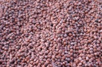 Üreticinin Gözü Kulağı Fındık Fiyatlarında
