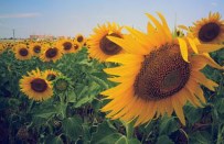 Ayçiçeği Ön Alım Fiyatı Açıklandı