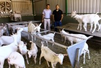SAANEN - Bu Keçiler Yılda 1 Ton Süt Veriyor