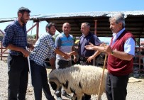 PAZAR ESNAFI - Erzurum Hayvan Pazarında Hareketlilik Başladı
