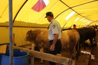 KURBAN ÇADIRI - Gölbaşı'nda Kurban Pazarı Hazır