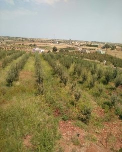 Mardin'de 100 Bin 256 Kök Kenevir Ele Geçirildi