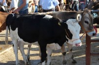 KURBANLIK SATIŞI - Nevşehir'de Büyükbaş Kurbanlıklar Pazara İndi