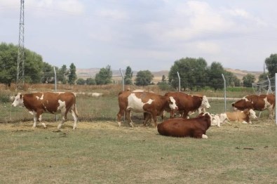 Oklubalı Mahallesinde İthal İnek Sevinci