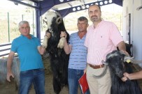 DÖNER SERMAYE - Üniversitede Yetiştirilen Keçiler, Kurban Bayramı'na Hazır
