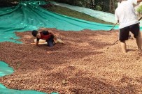 MUSTAFA BEKTAŞ - Üreticinin Harmanda Fındık Nöbeti