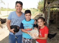 Altın yumurtlayan tavuk gerçek oldu