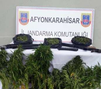 Evinin Bahçesine Hint Keneviri Eken Şahıs Jandarma Tarafından Yakalandı