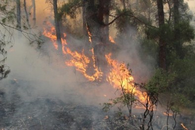 İzmir'de İki İlçede Yakılan Mangallar Ormanları Kül Etti