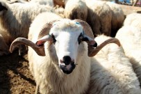 KURBANLIK HAYVAN - İl Gıda, Tarım Ve Hayvancılık Müdür Vekili Yıldırımoğlu Açıklaması