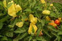 KARACADAĞ - Liceli Çiftçiler Organik Tarım Sözleşmesine İmza Attı