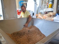 TKP'li Belediyenin Nohutları Paketlenmeye Başlandı