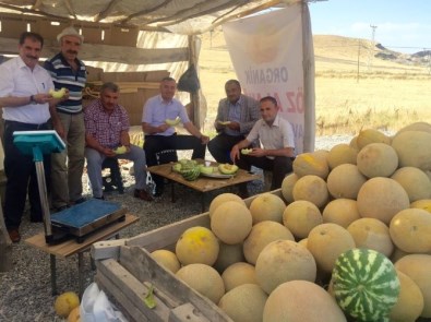 Van'ın Yerli Kavunu Piyasaya Çıktı