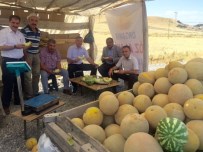 MUSA SARı - Van'ın Yerli Kavunu Piyasaya Çıktı
