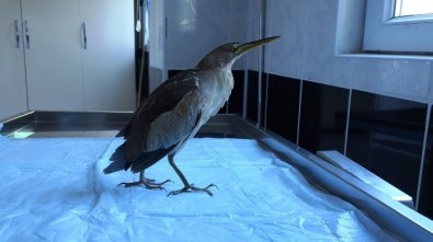 Nesli Tükenen 'Hint Gölet Balıkçıl' Kuşu Tedavi Edildi