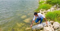 MERSİN BALIĞI - Göletlere 35 Bin Yavru Balık Bırakıldı