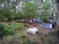 Tarlaya Uyuşturucu Operasyonu Açıklaması 1850 Kök Kenevir Ele Geçirildi