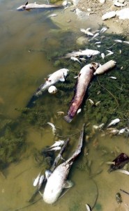 Karaahmetli Göleti'nde Çok Sayıda Balık Kıyıya Vurdu