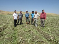 SÜLEYMAN YıLDıZ - Sandıklı'da Dolu Ve Şiddetli Yağış Tarım Ürünlerine Zarar Verdi