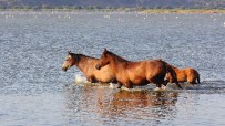 DİLEK YARIMADASI - Aşırı Sıcaktan Bunalan Yılkı Atları Denize İndi