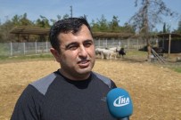 BENZERLIK - Klonlu Sığırlar Eti Ucuzlatacak