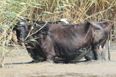 Sıcaktan Bunalan Hayvanlar Manyas Gölü'nde Serinliyor