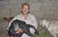 MAL VARLIĞI - Tek Mal Varlığı Olan Keçilerini Bağışlıyor
