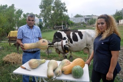 Hayvan Yemine Milli Çözüm Açıklaması Kabak