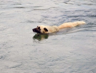 Köpeğin Yüzme Keyfi