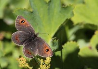 50 Sanatçı Uludağ'da Apollo Kelebeği'nin Peşine Düştü