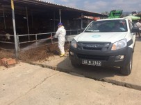 KARAKÖY - Büyükşehir 'Afrika Hastalığı'na Savaş Açtı