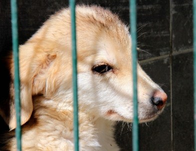 Çankaya Belediyesi, Sokak Hayvanlarına Sahip Çıkıyor