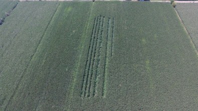 Mısır Tarlasında 5 Bin Kök Hint Keneviri