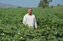 BALLıK - Söke Ovası'nda Pamukçunun Yüzü Gülüyor
