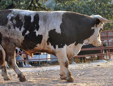 1 ton 200 kilogramlık boğa alıcısını bekliyor