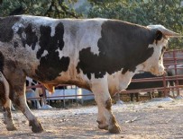 1 ton 200 kilogramlık boğa alıcısını bekliyor
