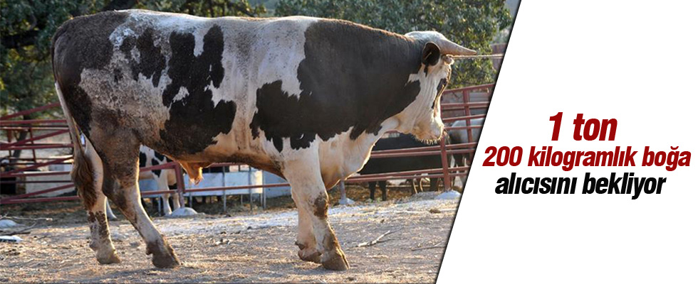1 ton 200 kilogramlık boğa alıcısını bekliyor