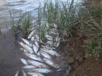 ÇÖKEN KÖYÜ - Kızılırmak'taki Şüpheli Balık Ölümleri Devam Ediyor
