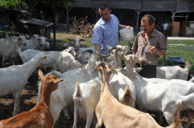 Süt Fabrikası Gibi Keçiler