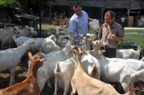 SAANEN - Süt Fabrikası Gibi Keçiler