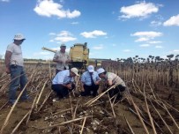 ZEKERIYA SARıKOCA - Sarıkoca, Ayçiçeği Hasadını Yerinde İnceledi