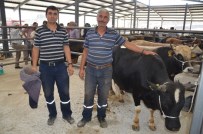 Soma'da Kurban Hareketliliği Başladı