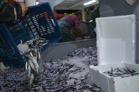 AV YASAĞI - 'Vira Bismillah' Diyen Balıkçı Esnafının İlk Geceden Yüzü Güldü