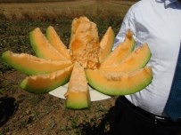 Yozgat'ta Yetişen Muz Tadındaki Kavunun Hasadı Başladı