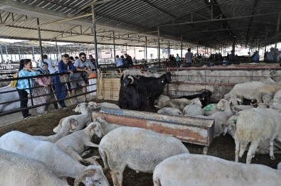 Aydın Büyükşehir Belediyesi Kurban Bayramı'na Hazır