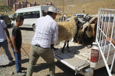 Hakkari'de Kurban Telaşı